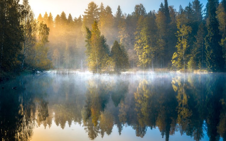 деревья, финляндия, озеро, лес, отражение, утро, туман, рассвет, осень, trees, finland, lake, forest, reflection, morning, fog, dawn, autumn