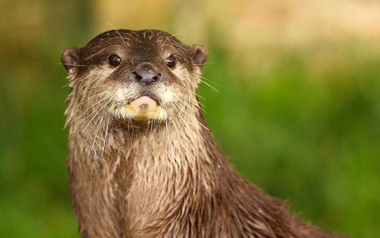 морда, взгляд, животное, выдра, речная выдра, face, look, animal, otter, river otter