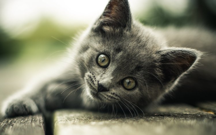 кот, мордочка, кошка, взгляд, котенок, серый, cat, muzzle, look, kitty, grey