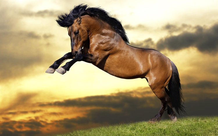 небо, лошадь, трава, облака, закат, животные, прыжок, конь, грива, mane, the sky, horse, grass, clouds, sunset, animals, jump
