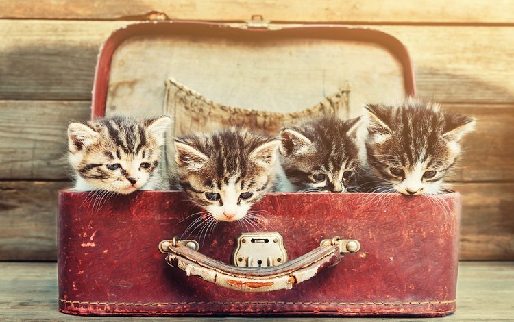 усы, взгляд, коты, кошки, котята, чемодан, мордочки, mustache, look, cats, kittens, suitcase, faces