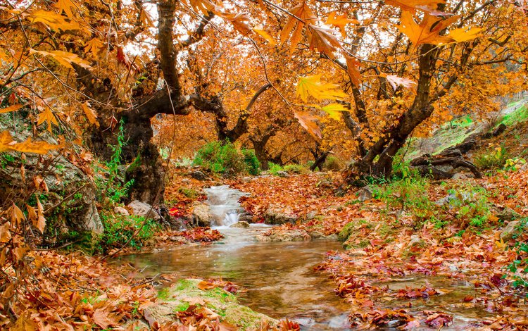 деревья, природа, лес, листья, ручей, осень, trees, nature, forest, leaves, stream, autumn