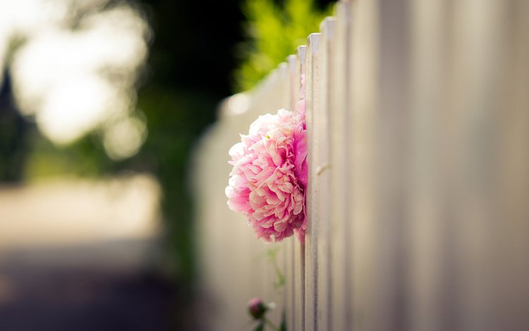 цветок, лепестки, забор, размытость, бутон, розовый, пион, flower, petals, the fence, blur, bud, pink, peony