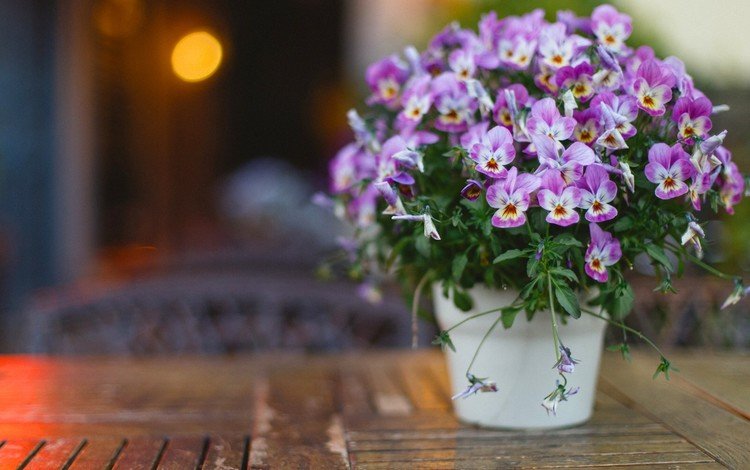 цветы, букет, анютины глазки, боке, фиалки, flowers, bouquet, pansy, bokeh, violet