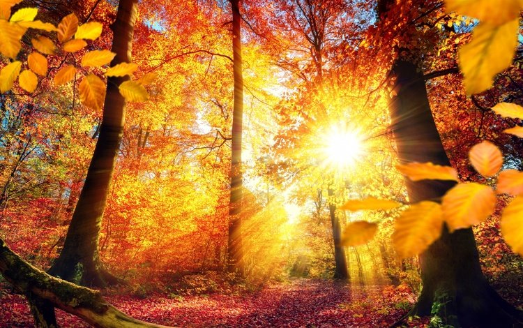 деревья, солнце, природа, листья, лучи, осень, коряга, trees, the sun, nature, leaves, rays, autumn, snag