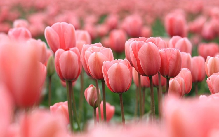 цветы, бутоны, лепестки, весна, тюльпаны, розовые, flowers, buds, petals, spring, tulips, pink