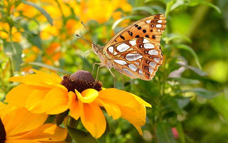 цветы, насекомое, лепестки, бабочка, крылья, рудбекия, flowers, insect, petals, butterfly, wings, rudbeckia