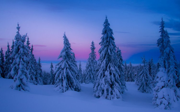 небо, деревья, снег, природа, зима, елки, the sky, trees, snow, nature, winter, tree