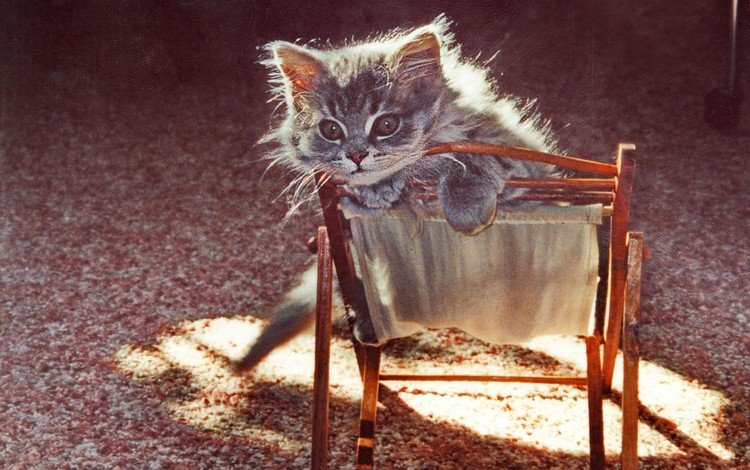 кот, мордочка, усы, кошка, взгляд, котенок, стульчик, cat, muzzle, mustache, look, kitty, chair