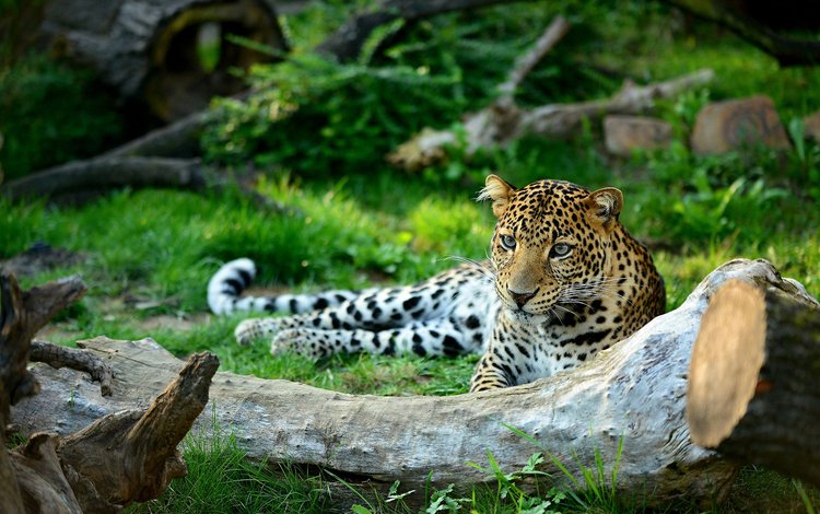 морда, взгляд, леопард, хищник, дикая кошка, patrik staněk, face, look, leopard, predator, wild cat