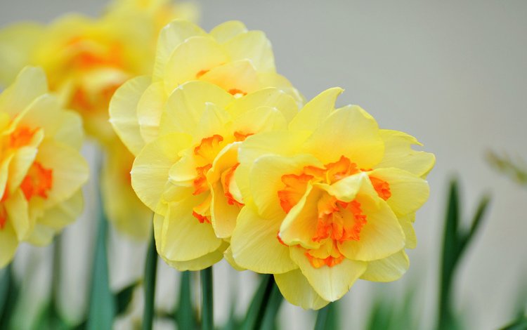 цветы, лепестки, весна, стебли, нарциссы, flowers, petals, spring, stems, daffodils