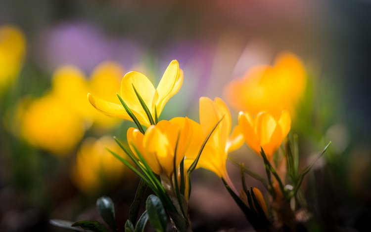 цветы, лепестки, размытость, весна, желтые, крокусы, flowers, petals, blur, spring, yellow, crocuses