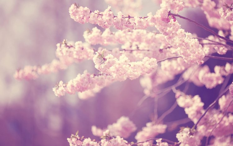 цветение, ветки, весна, вишня, flowering, branches, spring, cherry