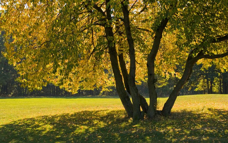 дерево, листья, ветки, осень, тень, tree, leaves, branches, autumn, shadow