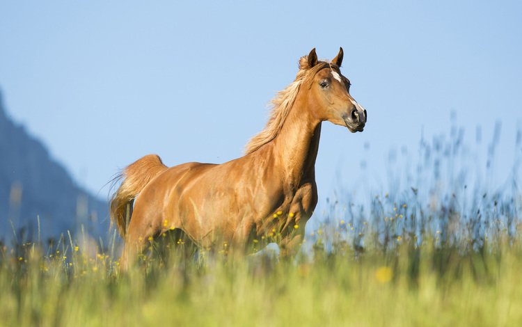 небо, лошадь, трава, конь, бег, the sky, horse, grass, running