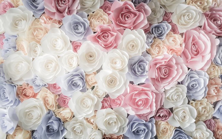 цветы, бутоны, розы, лепестки, розовые, белые, голубые, flowers, buds, roses, petals, pink, white, blue