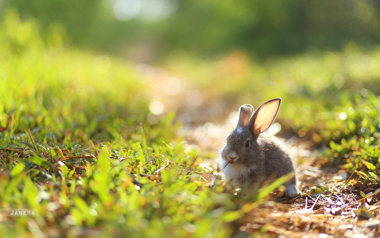 трава, природа, ушки, кролик, заяц, зайчик, grass, nature, ears, rabbit, hare, bunny