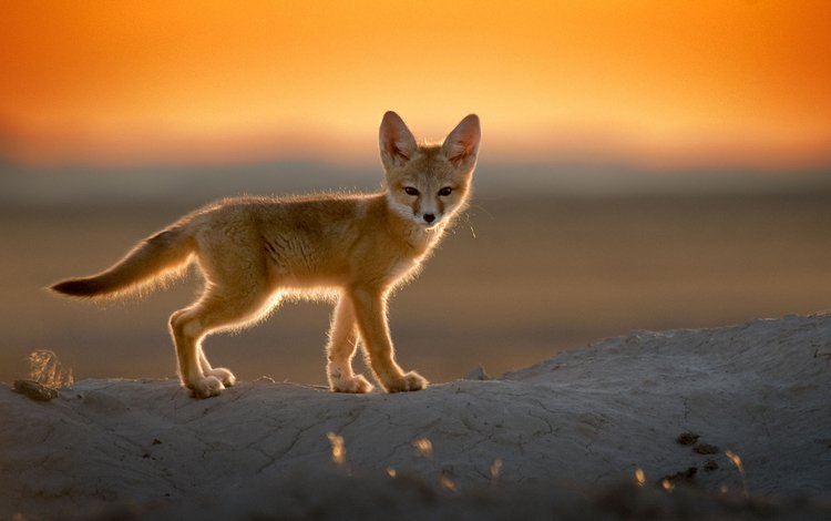 закат, пустыня, лиса, фенек, лисица, уши, хвост, лисичка, sunset, desert, fox, fenech, ears, tail