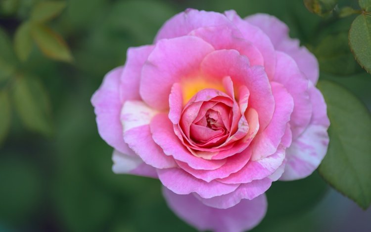 цветение, листья, роза, лепестки, flowering, leaves, rose, petals