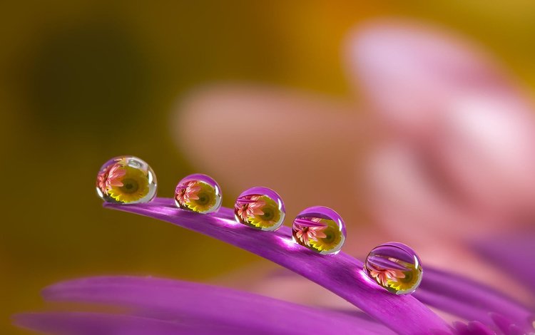 макро, цветок, капли, лепестки, размытость, капля воды, miki asai, macro, flower, drops, petals, blur, a drop of water
