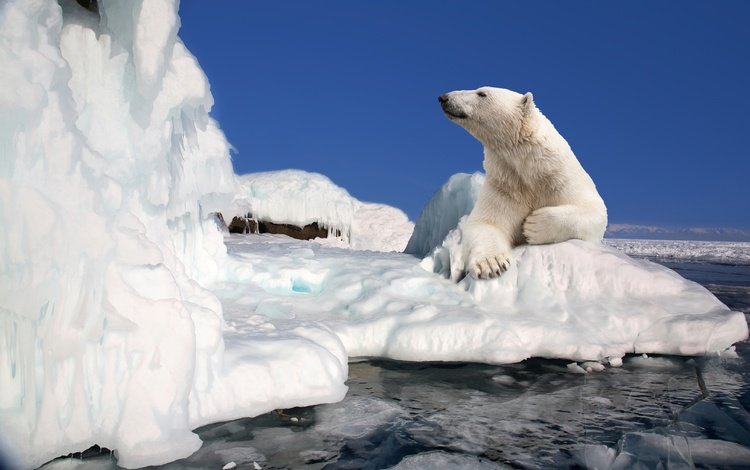 небо, полярный медведь, медведь, лёд, льдины, белый медведь, арктика, the sky, polar bear, bear, ice, arctic
