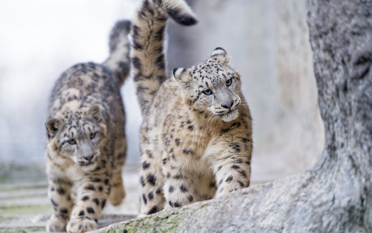 морда, взгляд, хищники, снежный барс, ирбис, дикая кошка, face, look, predators, snow leopard, irbis, wild cat