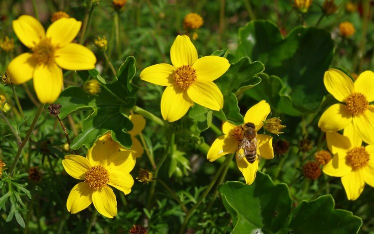 цветы, насекомое, лепестки, пчела, желтые цветы, череда, flowers, insect, petals, bee, yellow flowers, series