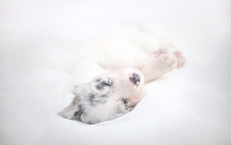 сон, собака, щенок, бордер-колли, alicja zmysłowska, sleep, dog, puppy, the border collie