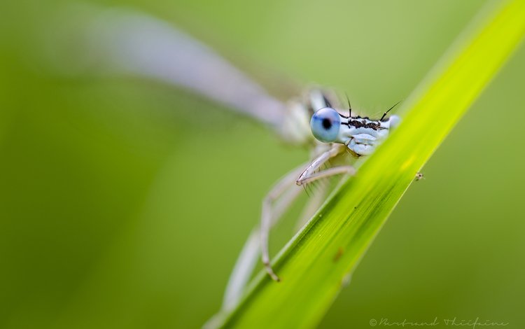 глаза, природа, макро, насекомое, стрекоза, травинка, eyes, nature, macro, insect, dragonfly, a blade of grass