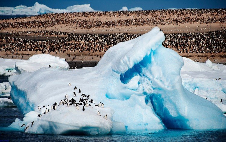 лёд, птицы, льдины, пингвины, ice, birds, penguins