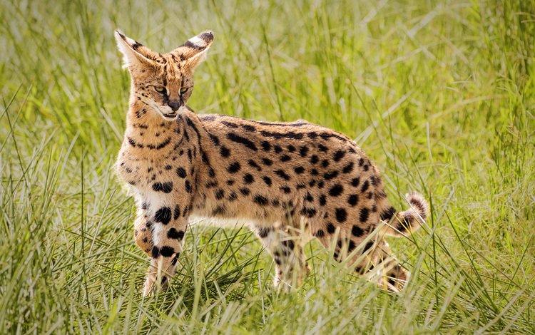 трава, африка, дикая кошка, сервал, john fielding, grass, africa, wild cat, serval