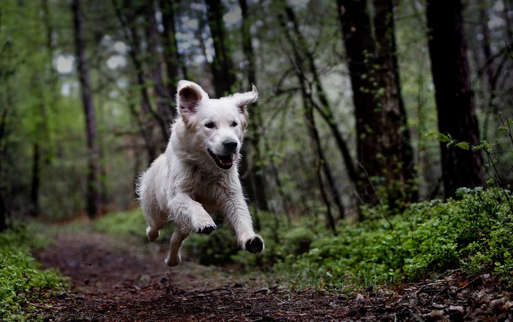 лес, собака, бег, clé manuel, белая швейцарская овчарка, timmi, forest, dog, running, manuel clé, the white swiss shepherd dog