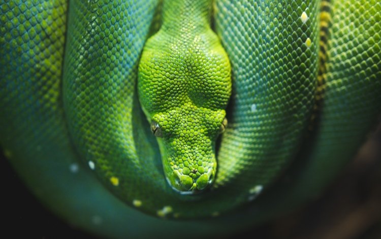 змея, питон, рептилия, пресмыкающиеся, зеленый питон, древесный питон, snake, python, reptile, reptiles