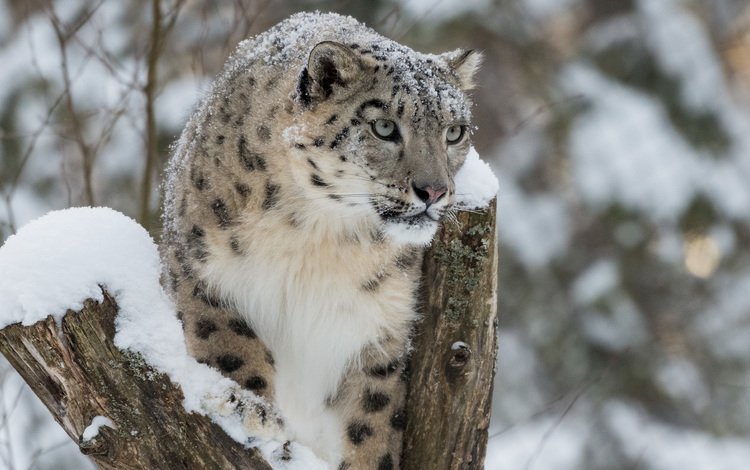 снег, зима, снежный барс, ирбис, барс, дикая кошка, snow, winter, snow leopard, irbis, bars, wild cat