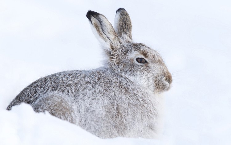 снег, зима, кролик, холодно, заяц, прячется, грызун, snow, winter, rabbit, cold, hare, hiding, rodent