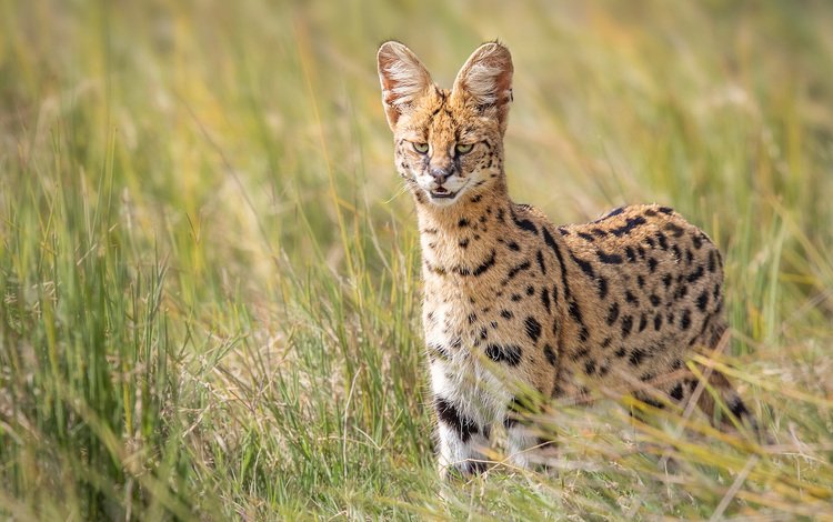глаза, трава, взгляд, дикая кошка, сервал, eyes, grass, look, wild cat, serval