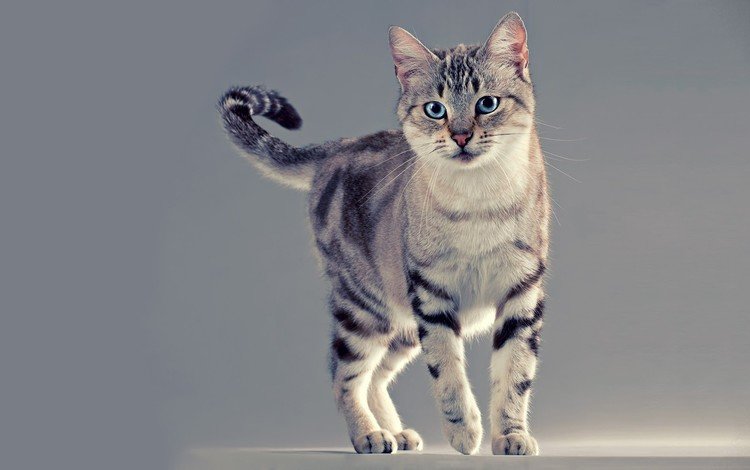 глаза, фон, кот, усы, лапы, кошка, взгляд, хвост, eyes, background, cat, mustache, paws, look, tail