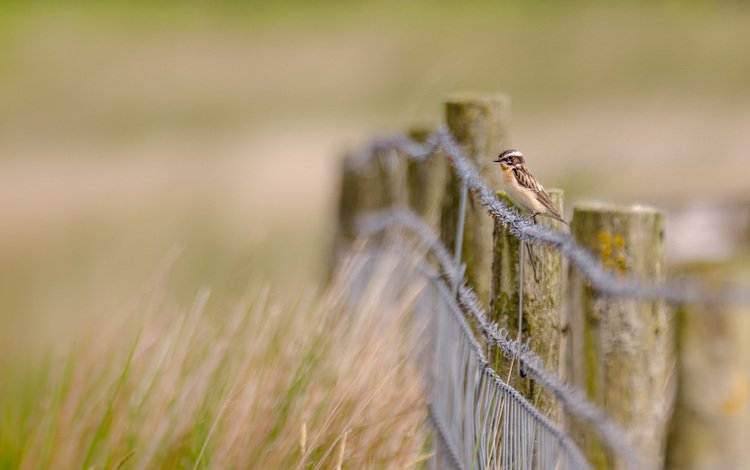 трава, природа, проволока, забор, птица, grass, nature, wire, the fence, bird