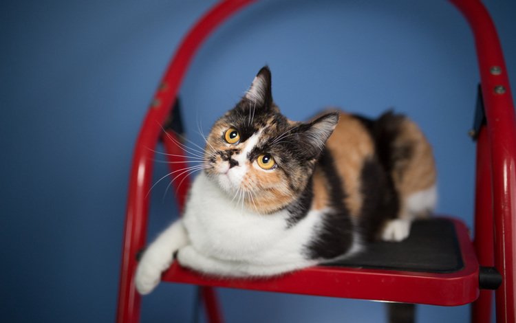 глаза, фон, кот, усы, кошка, взгляд, стул, eyes, background, cat, mustache, look, chair