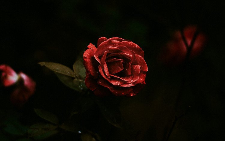цветы, листья, розы, лепестки, красные, черный фон, flowers, leaves, roses, petals, red, black background