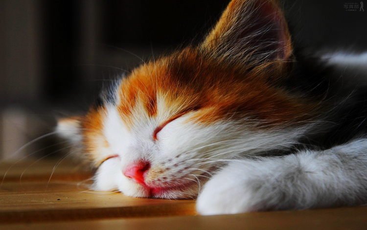 глаза, и, фон, те, усы, кошка, взгляд, котенок, лежит, спит, eyes, and, background, those, mustache, cat, look, kitty, lies, sleeping