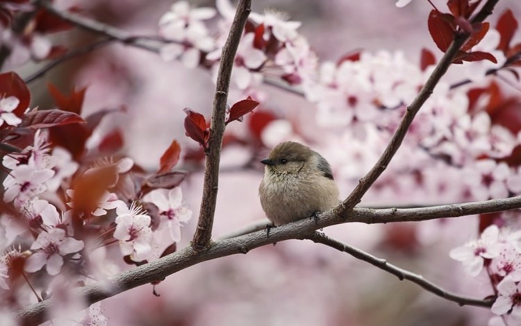 цветение, ветки, птица, весна, воробей, вишня, flowering, branches, bird, spring, sparrow, cherry
