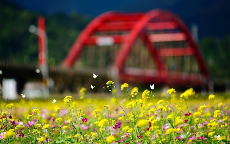 цветы, природа, лето, насекомые, бабочки, боке, желтые цветы, flowers, nature, summer, insects, butterfly, bokeh, yellow flowers