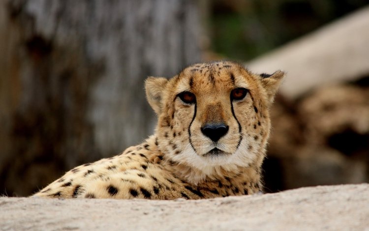 глаза, морда, взгляд, хищник, гепард, eyes, face, look, predator, cheetah
