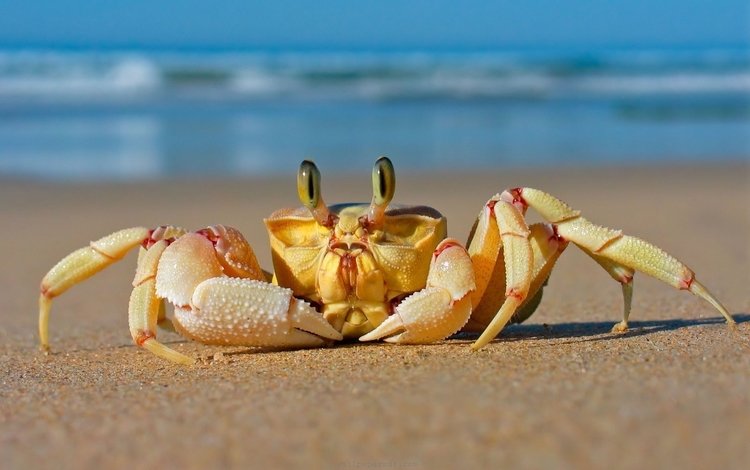 море, песок, пляж, краб, sea, sand, beach, crab