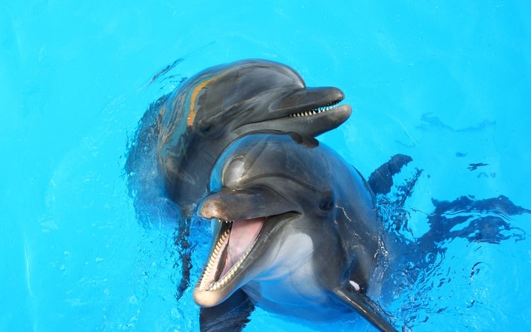 вода, игра, друзья, дельфины, water, the game, friends, dolphins