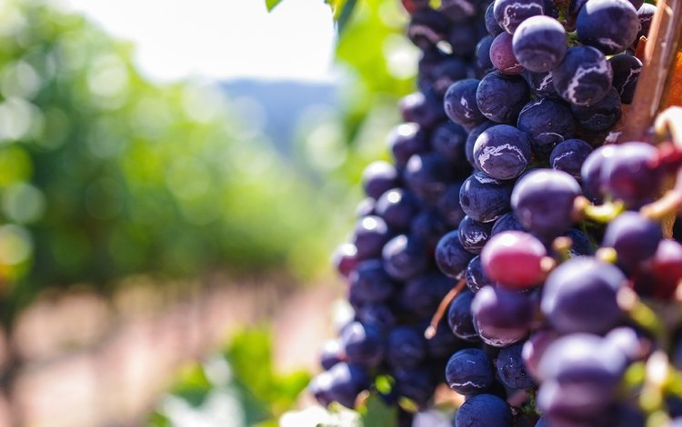 виноград, размытость, ягоды, боке, grapes, blur, berries, bokeh