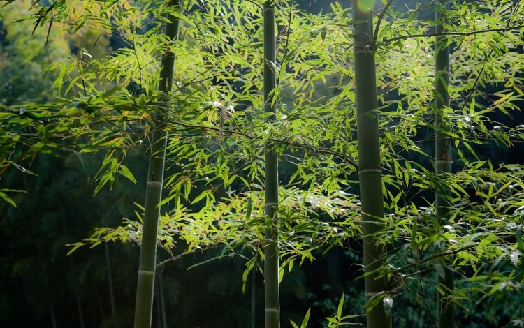 деревья, листья, бамбук, стебли, trees, leaves, bamboo, stems