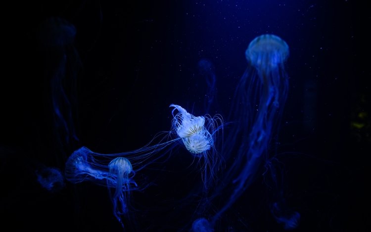 медузы, подводный мир, сплетение, щупальцы, jellyfish, underwater world, plexus, the tentacles