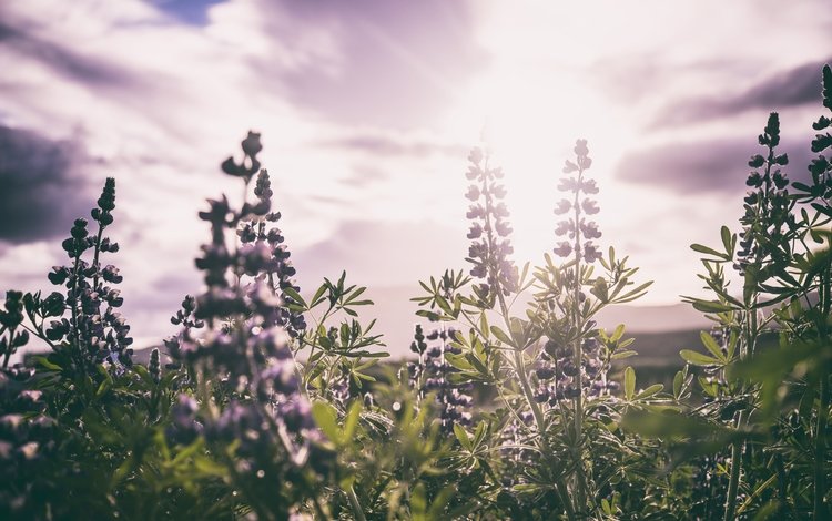 цветы, листья, поле, стебли, солнечный свет, шалфей, flowers, leaves, field, stems, sunlight, sage